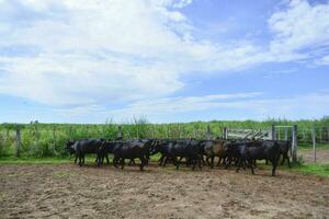 vaches dans le vache stylo , argentin Viande production photo