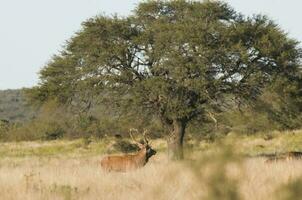 rouge cerf dans calden forêt environnement, pampa, Argentine photo