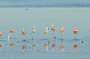 troupeau de rose flamants roses dans une salé lagune, patagonie, Argentine photo