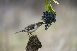 blanc bagué Mokingbird, manger sauvage raisins, paagonie forêt, Argentine photo