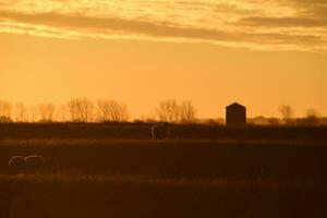 mouton dans rural le coucher du soleil paysage,patagonie,argentine photo