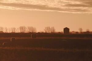 mouton dans rural le coucher du soleil paysage,patagonie,argentine photo