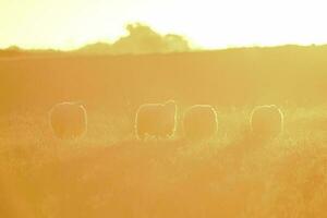 mouton dans rural le coucher du soleil paysage,patagonie,argentine photo