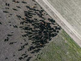 aérien paysage de vaches dans le champ, buenos aires, Argentine photo