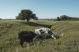 laitier vaches dans argentin campagne, patagonie photo