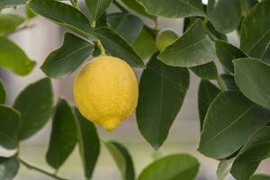 citrons de verger dans le citron arbre, patagonie photo