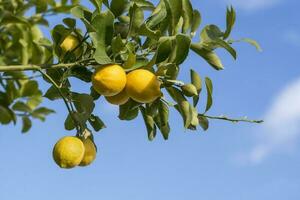 citrons de verger dans le citron arbre, patagonie photo