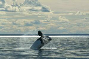 du sud droite baleine en voie de disparition, Argentine photo