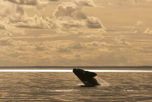 du sud droite baleine en voie de disparition, Argentine photo