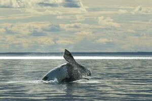 du sud droite baleine en voie de disparition, Argentine photo