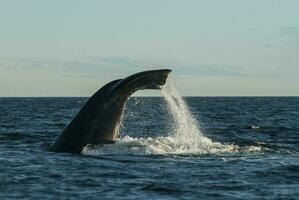 du sud droite baleine en voie de disparition, Argentine photo