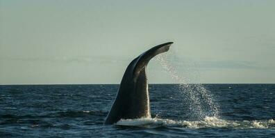 du sud droite baleine en voie de disparition, Argentine photo