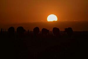 vaches silhouettes pâturage, la pampa, patagonie, Argentine. photo