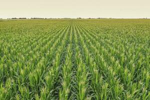 champ de blé dans la la pampa province, Argentine photo