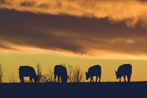 vaches nourris herbe, dans campagne, pampa, Patagonie, Argentine photo