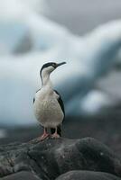 impérial cormoran, reproduction colonie, paulette île, l'antarctique photo