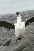 impérial cormoran, reproduction colonie, paulette île, l'antarctique photo