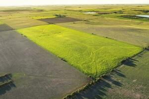 blé cultivation, buenos aires province, Argentine. photo