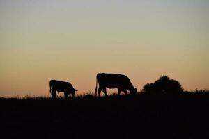 vaches silhouettes pâturage, la pampa, patagonie, Argentine. photo