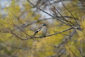 patagonien oiseau moqueur, patagonie, Argentine photo