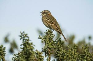 roux collier moineau, zonotrichia capensis, patagonie, Argentine photo