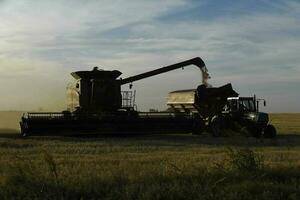 moissonneuse machine, récolte dans le argentin campagne, buenos aires province, Argentine. photo