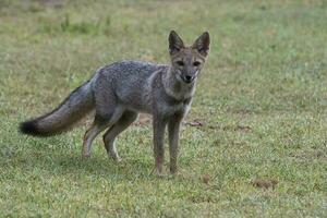 pampa gris Renard dans pampa herbe environnement, la la pampa province, patagonie, Argentine. photo