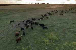 aérien vue de une troupe de bouvillons pour exporter, bétail élevé avec Naturel pâturages dans le argentin campagne. photo