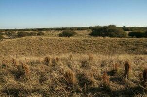 pampa herbe paysage, la la pampa province, patagonie, Argentine. photo