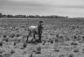 troupeau de les chevaux dans le campagne, la la pampa province, patagonie, Argentine. photo