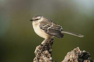 craie sourcillé oiseau moqueur, la la pampa province, patagonie, Argentine photo