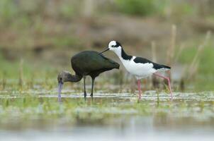 blanc face ibis , la pampa, patagonie, Argentine photo