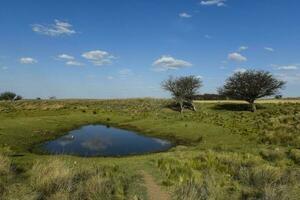 pampa herbe paysage, la la pampa province, patagonie, Argentine. photo