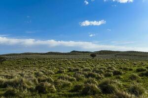 pampa herbe paysage, la la pampa province, patagonie, Argentine. photo