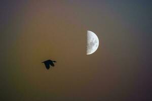 des oiseaux et lune paysage photo