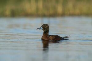 Lac canard, oxyure Vittata, la la pampa province, patagonie Argentine. photo