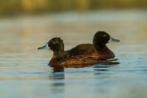 Lac canard, oxyure Vittata, la la pampa province, patagonie Argentine. photo