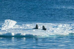 joint sur un iceberg, dans une congelé paysage dans Antarctique photo