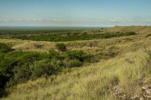 calden forêt paysage, prosopis caldénie végétaux, la la pampa province, patagonie, Argentine. photo