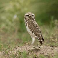 ferrugineux pygmée hibou, glaucidium brasilianum, calden forêt, la la pampa province, patagonie, Argentine. photo