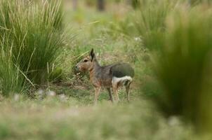 patagonien cavi dans pampa prairie environnement, la la pampa province, , patagonie , Argentine photo