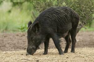 sauvage sanglier mère et veau, montagnes les prairies dans la pampa de achala , quebrada del condorito nationale parc, cordoue province, Argentine photo