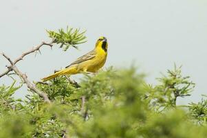 Jaune cardinal, gouvernante cristata, en danger espèce dans la pampa, Argentine photo