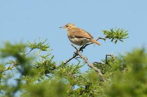 roux hornero , argentin nationale oiseau, ibère marais, corrientes Province Argentine. photo