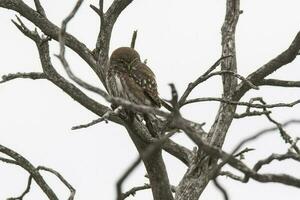 ferrugineux pygmée hibou, glaucidium brasilianum, calden forêt, la la pampa province, patagonie, Argentine. photo