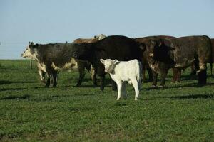 bétail et blanc shorthorn veau , dans argentin campagne, la la pampa province, patagonie, Argentine. photo