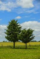 pin arbre paysage, la la pampa province, patagonie, Argentine. photo