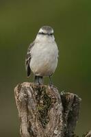 blanc bagué oiseau moqueur dans calden forêt environnement, patagonie forêt, Argentine. photo