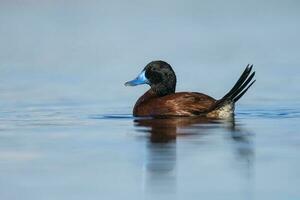 Lac canard dans pampa lagune environnement, la la pampa province, patagonie , Argentine. photo