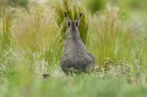 patagonien cavi dans prairie environnement , la la pampa province, patagonie , Argentine photo